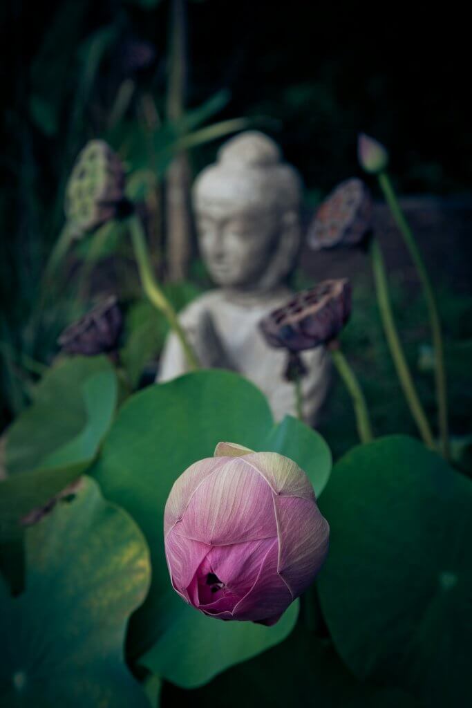 Statut de bouddha parmis les lotus